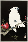 Ohara Koson - Cockatoo and Pomegranate