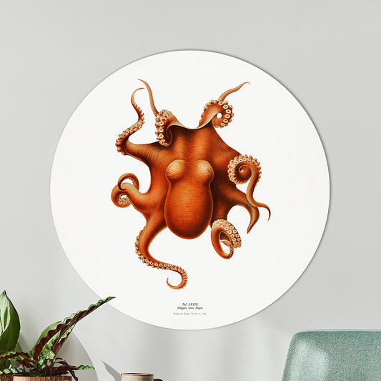Carl Chun - Octopus
